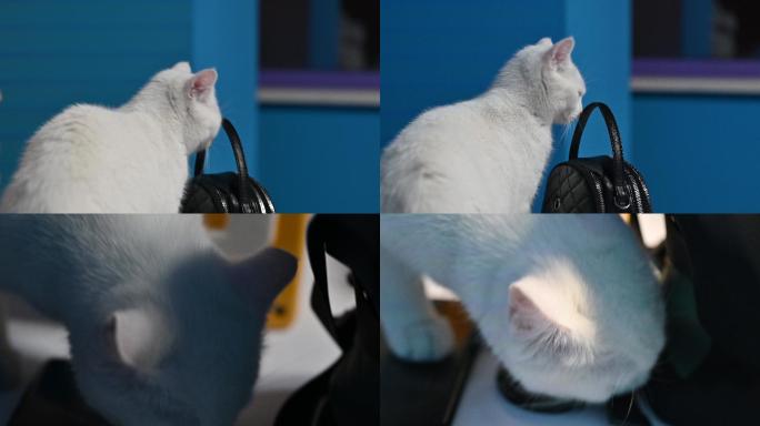 原创4K白色猫咪吸猫必备
