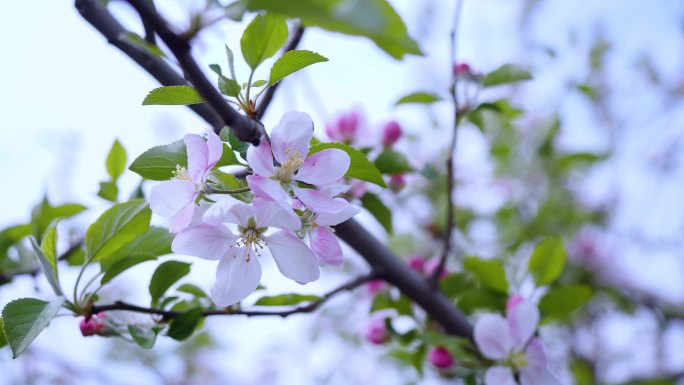 苹果树 果树   花盛开 农业  果园