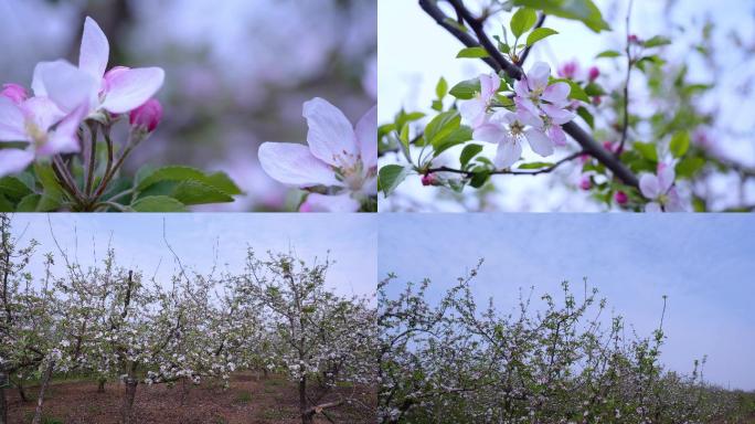 苹果树 果树   花盛开 农业  果园