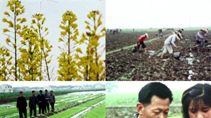 70年代生产队种植“南优2号”杂交水稻