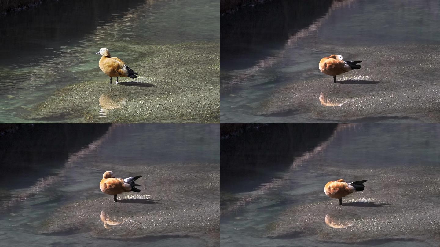 稻城亚丁溪戏的赤麻鸭