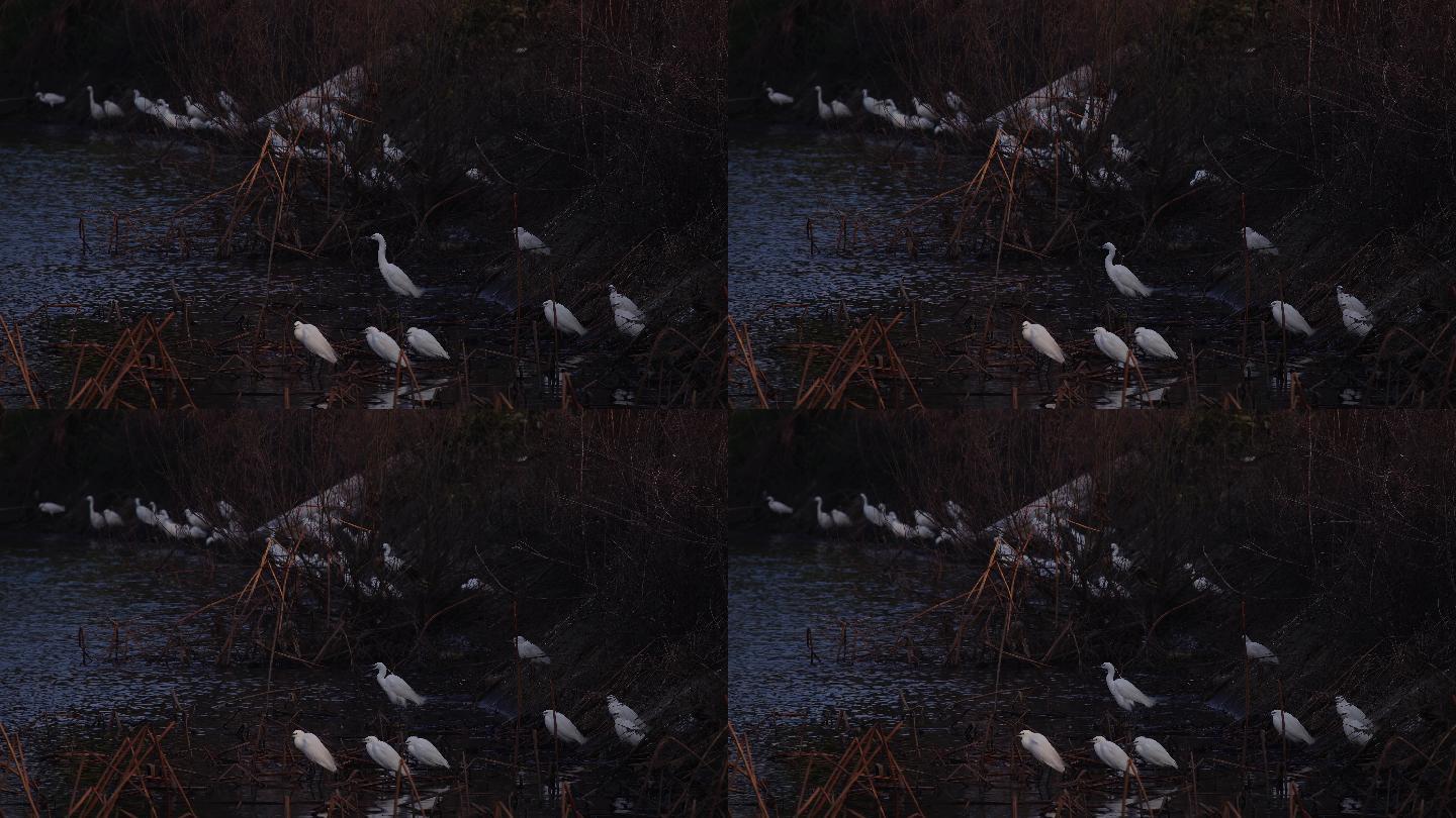 6K傍晚一群白鹭池塘边过夜