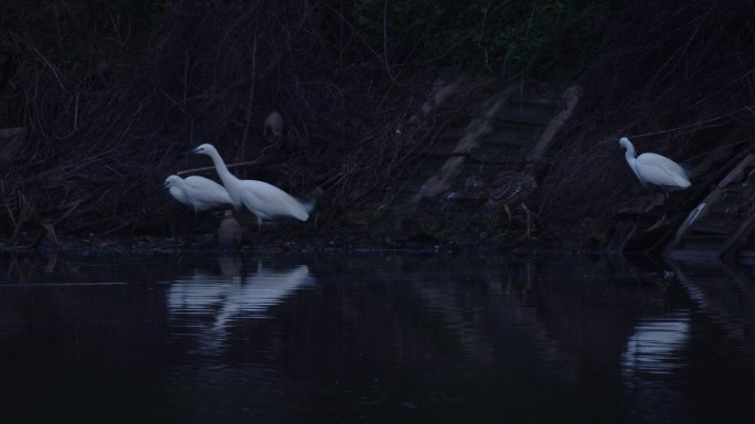 夜晚池塘边白鹭和夜鹭一组