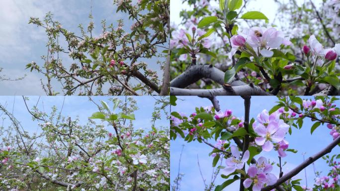 苹果树  苹果花  种植 果园   树