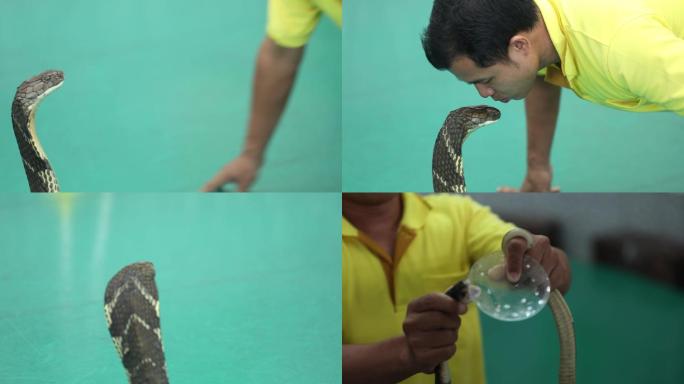 泰国 舞蛇 表演 刺激 惊险 蛇 毒蛇