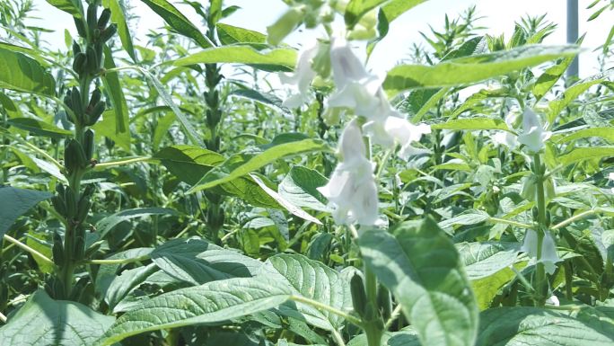 芝麻种植基地