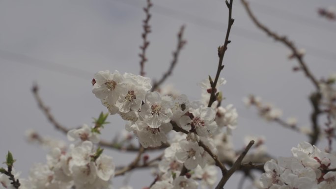 春天来了杏花开了春暖花开蜜蜂