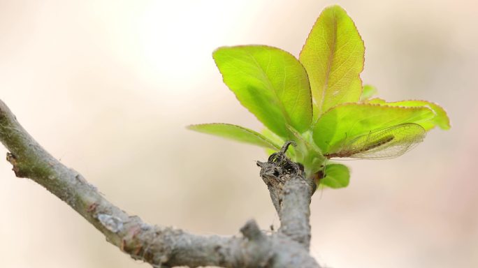 树枝绿叶上的昆虫惊蛰二十四节气万物复苏