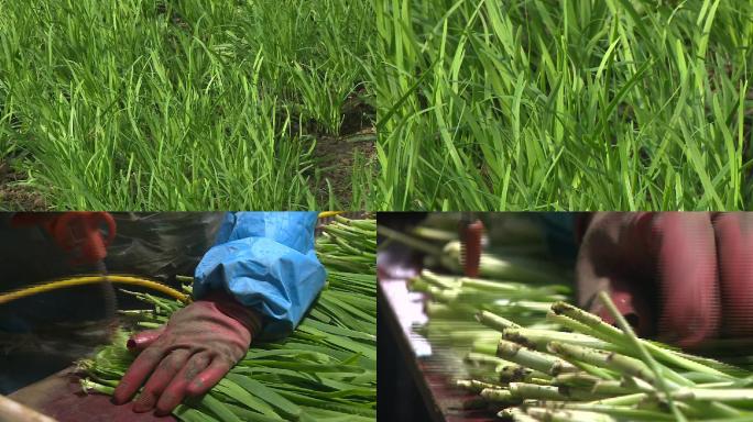 韭菜半大韭菜洗根