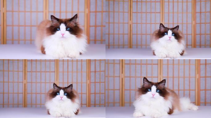 布偶猫趴着视频素材