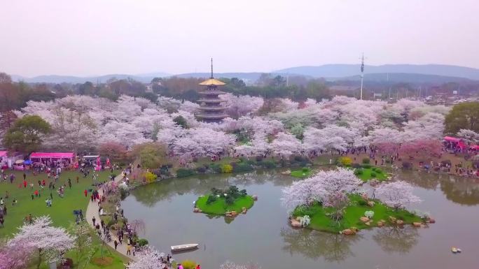 航拍春天武汉东湖樱园樱花盛开