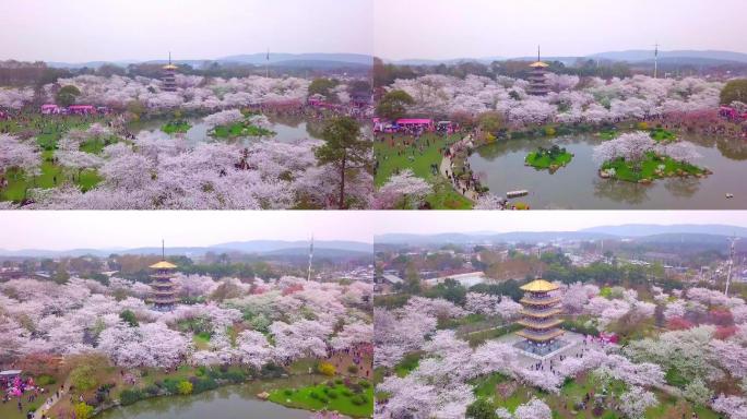 航拍春天武汉东湖樱园樱花盛开