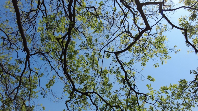 蓝天 天空 绿叶 空镜