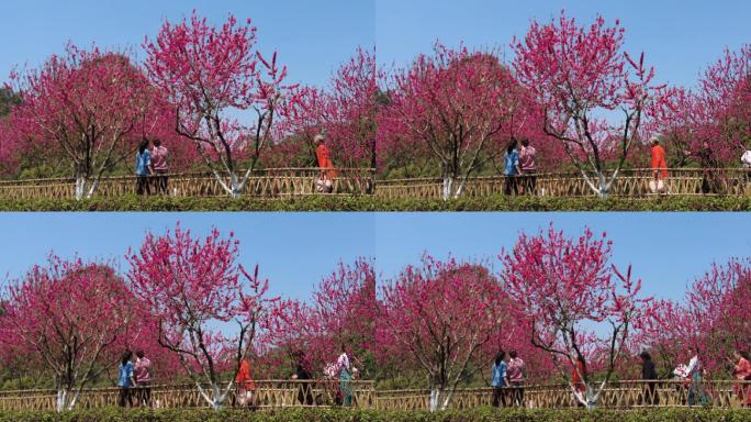 春暖花开 美丽 风景