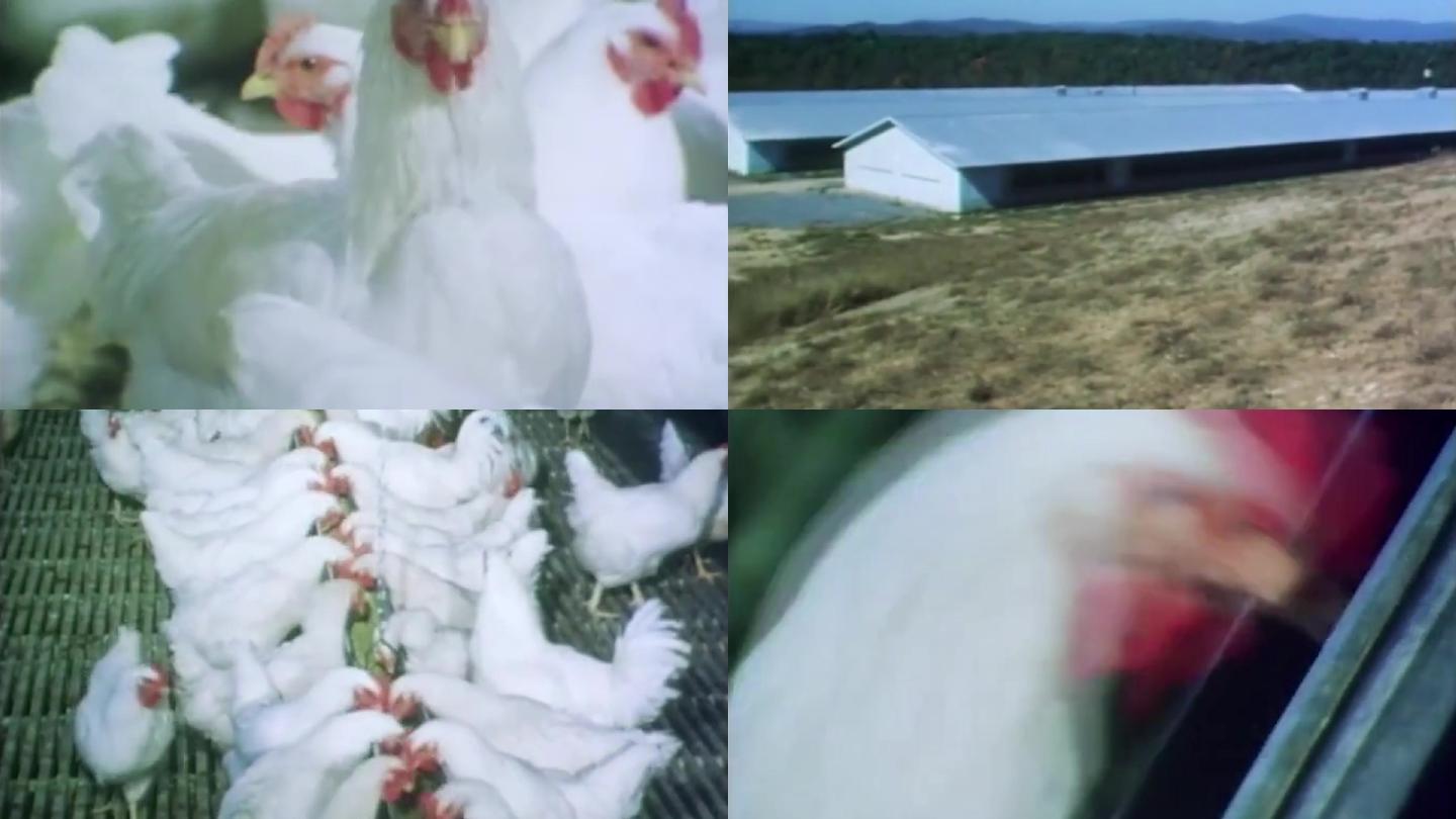 70年代自动化养鸡场
