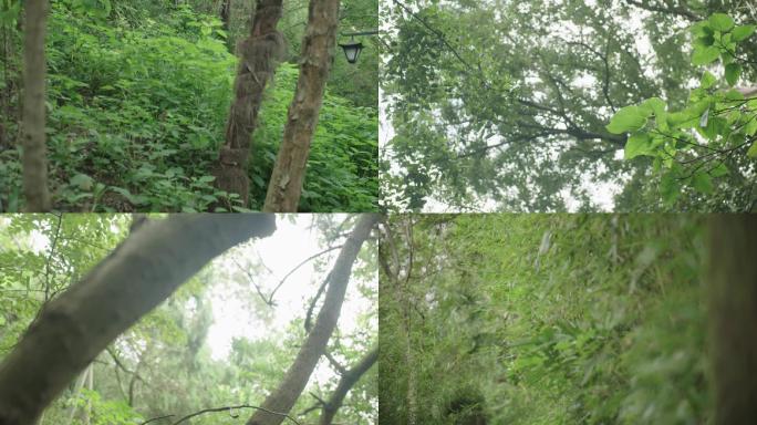 大自然密林竹林