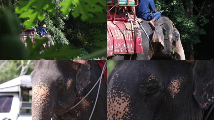 泰国 旅游 骑大象 旅游 游乐