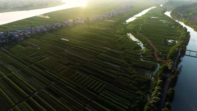 蔬菜基地 大棚蔬菜航拍，农业航拍，种植