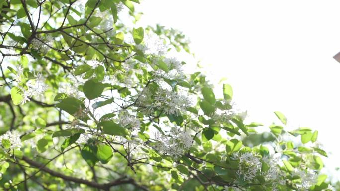 穿透阳光的流苏花二