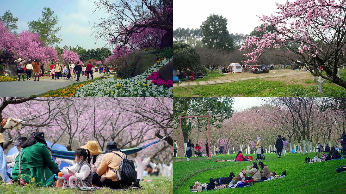 【4k】春天公园游览野餐赏花