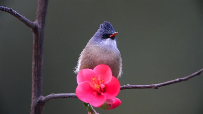 春日素材