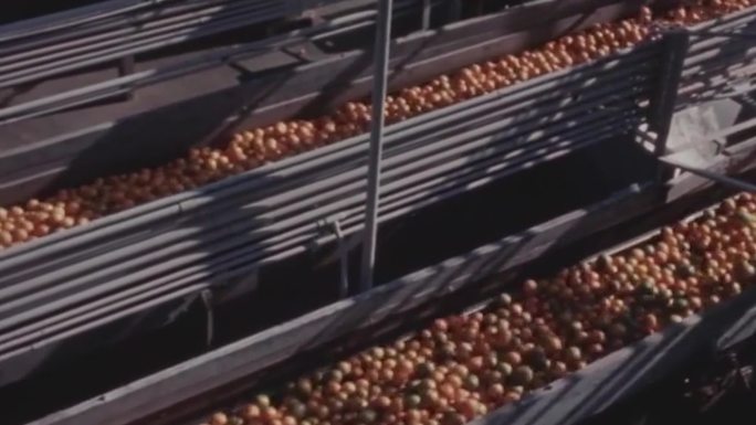60年代水果机械化丰收