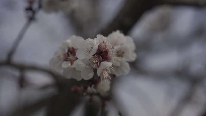 杏花开了春暖花开蜜蜂