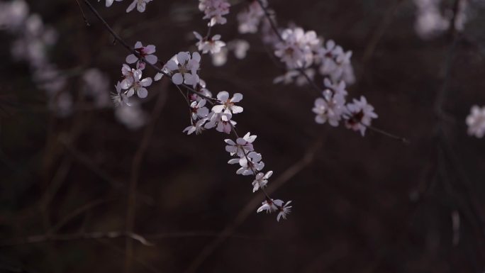 三月桃花花季B