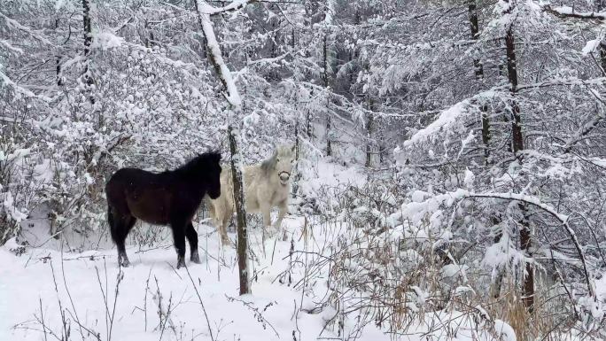 大雪冬日动物马景点