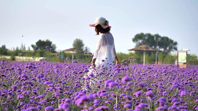 女子在花海中 游客自拍 美女自拍 薰衣草