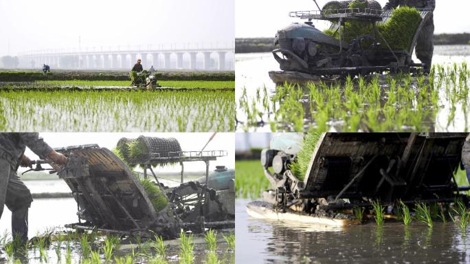 实拍机械水稻插秧