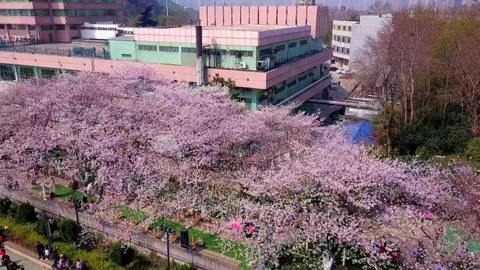 春天武汉长江边的晴川饭店樱花