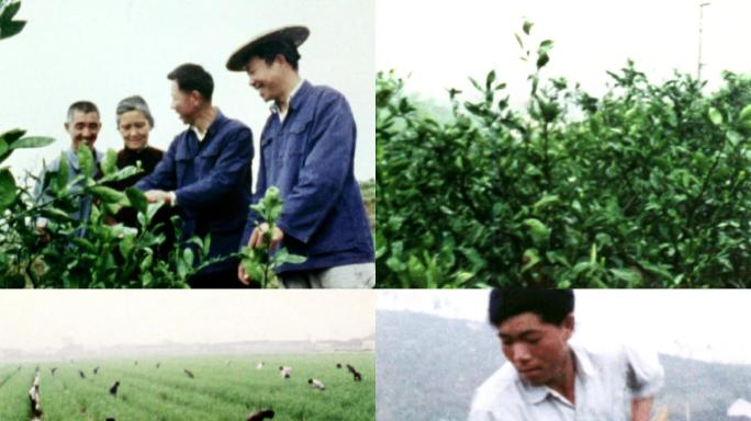 生产队集体劳动干部群众视察农田70年代