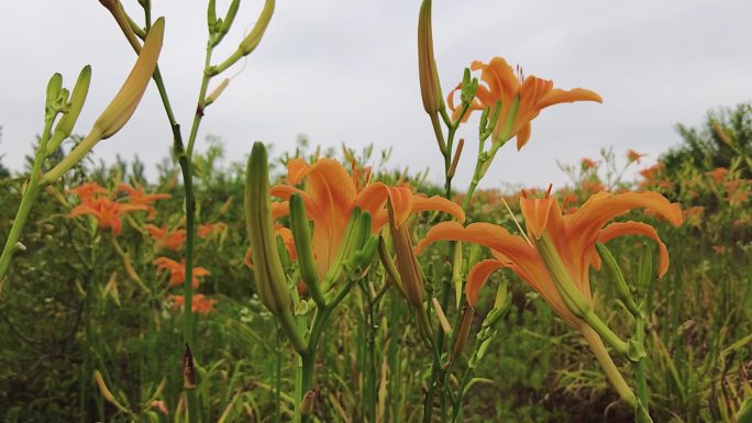 百合花