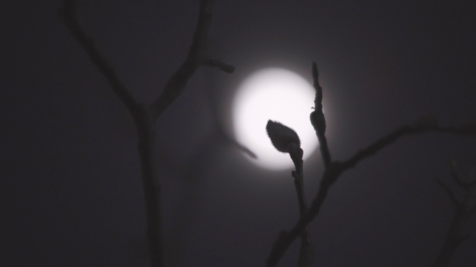 4K夜晚树梢上的月亮-夜晚月光影视空镜