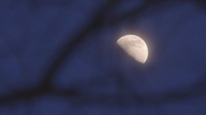 4K夜晚树梢上的月亮-夜晚月光影视空镜
