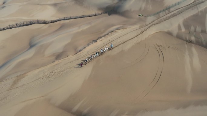 内蒙古响沙湾骆驼