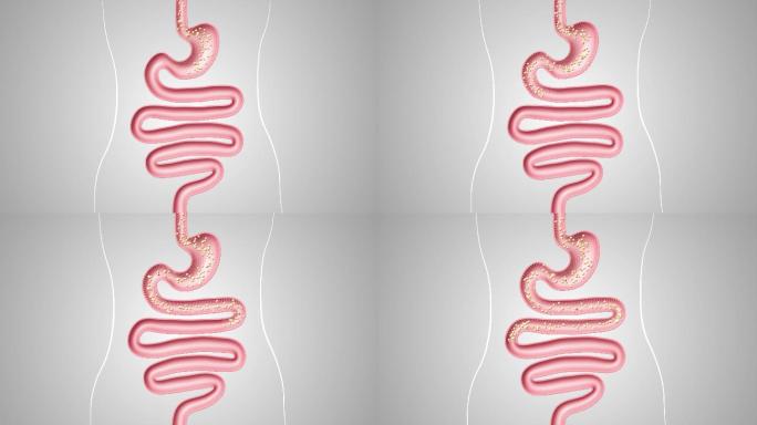 健康肠道展示医疗演示3D动画内脏器官