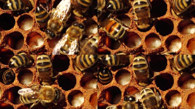 蜜蜂幼虫从卵中孵化。