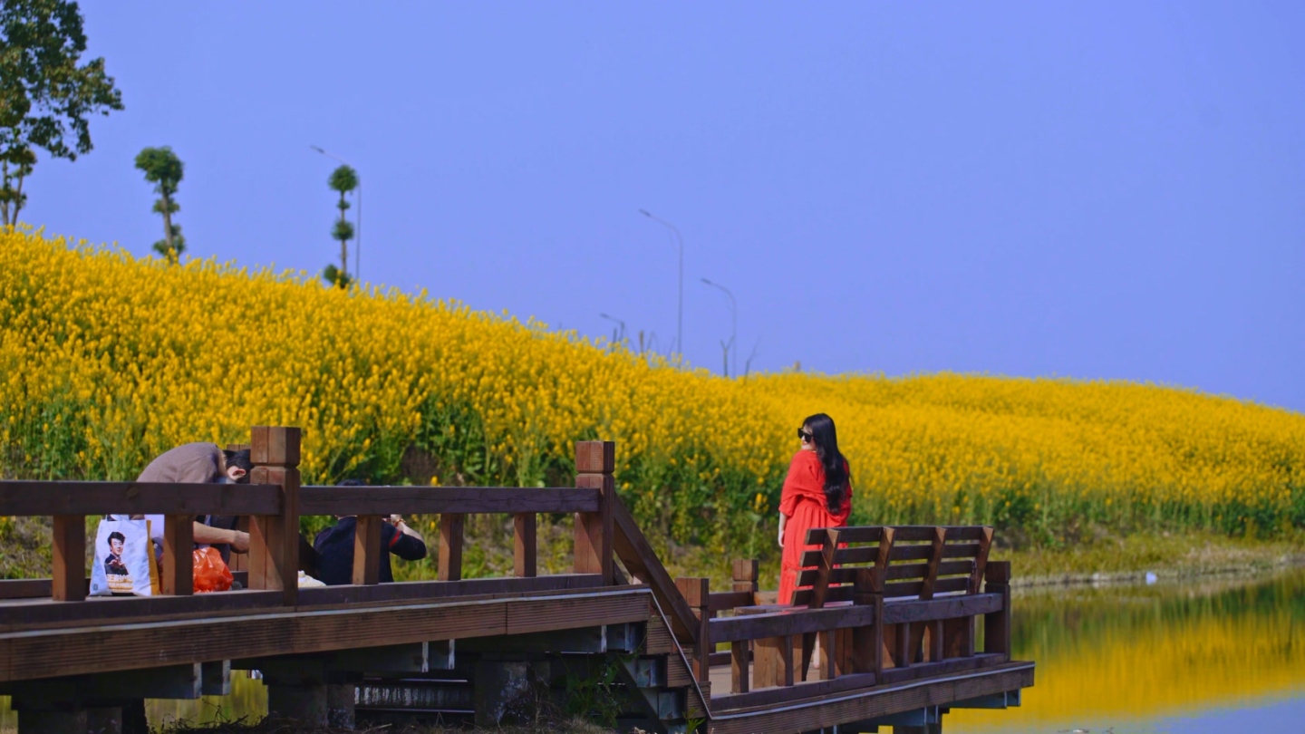 油菜花和游客