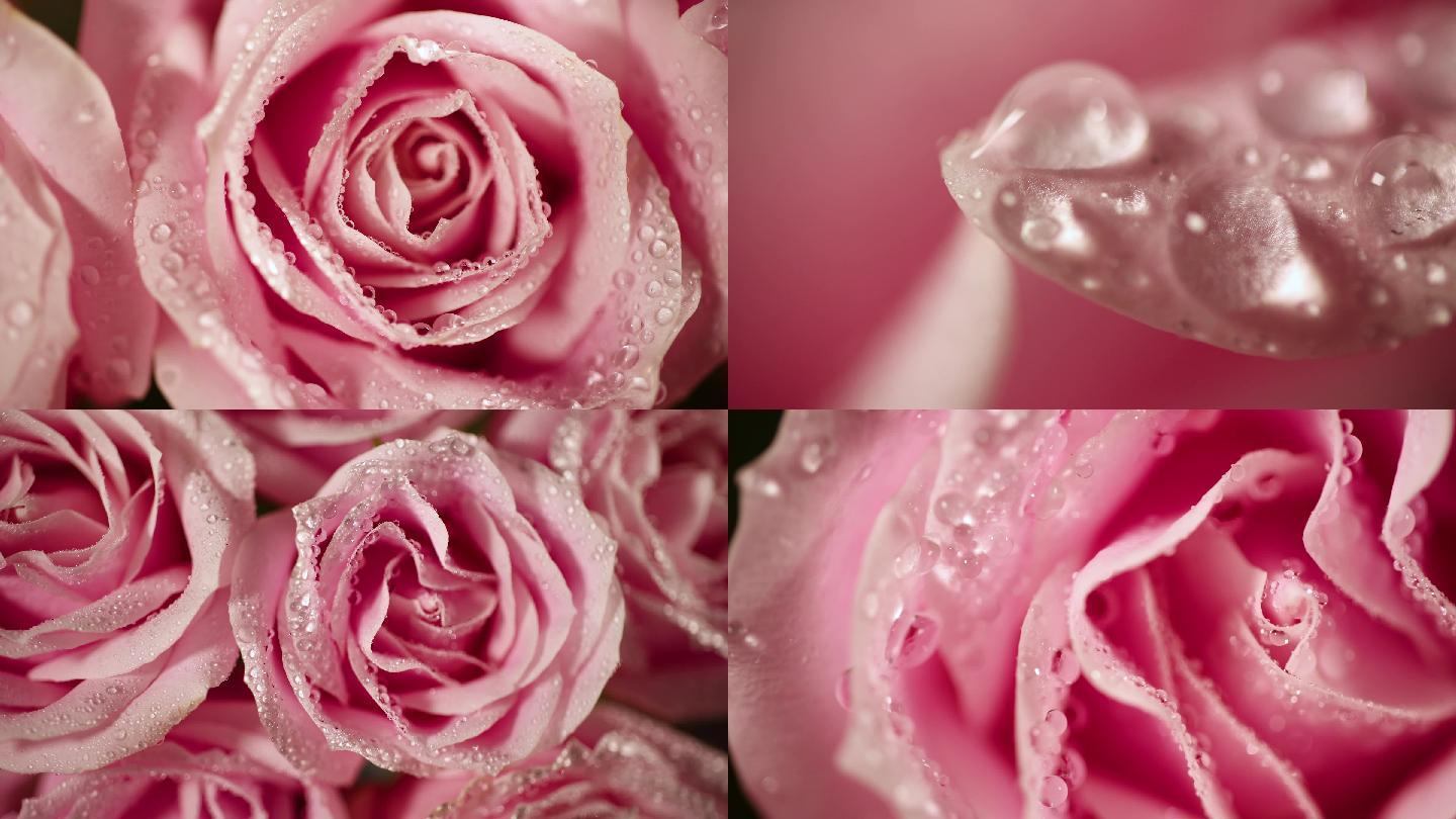 娇滴滴的粉色玫瑰花水滴特写