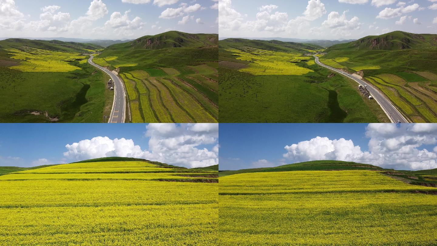 航拍 甘肃甘南草原油菜花 风光