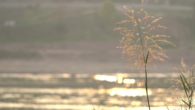 河边夕阳芦苇