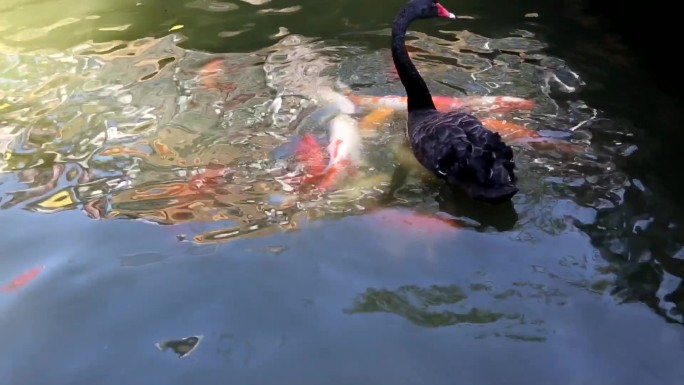 黑天鹅 湖水 湿地 园林风景 自然保护区