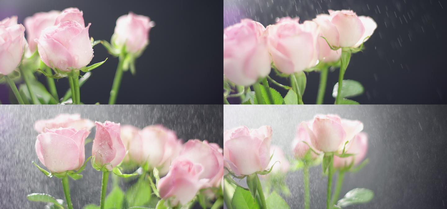 粉色玫瑰2