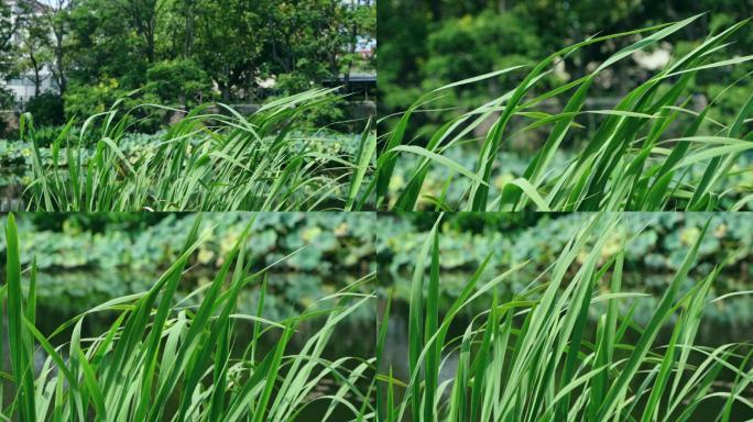 河边青青草 公园植物 水草光合作用 微风