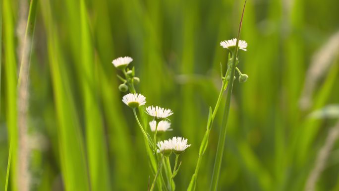 草丛中的白色小花