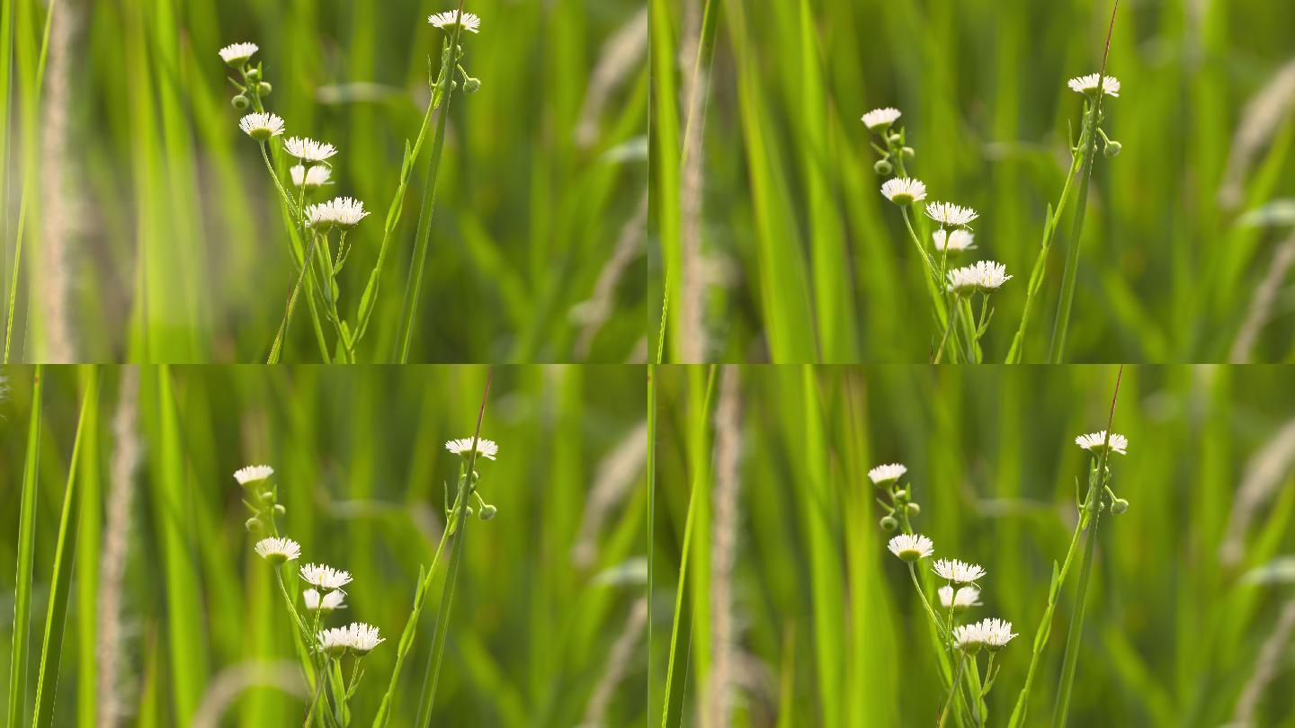 草丛中的白色小花
