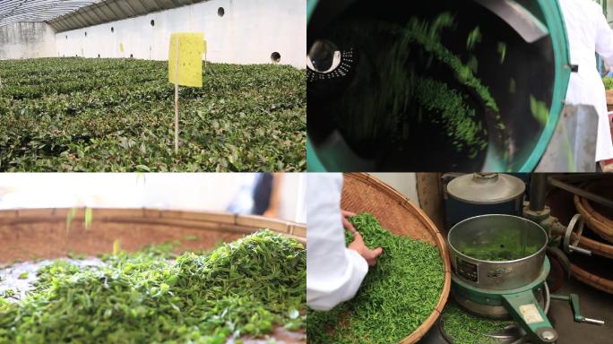 大棚种植茶叶 茶叶制作 采摘 加工