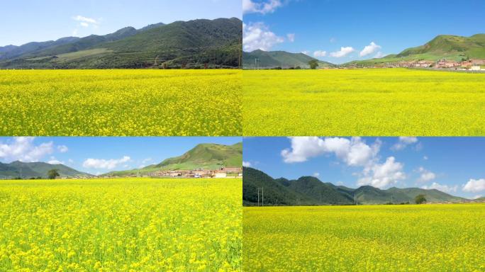 甘南油菜花花海H 美丽乡村